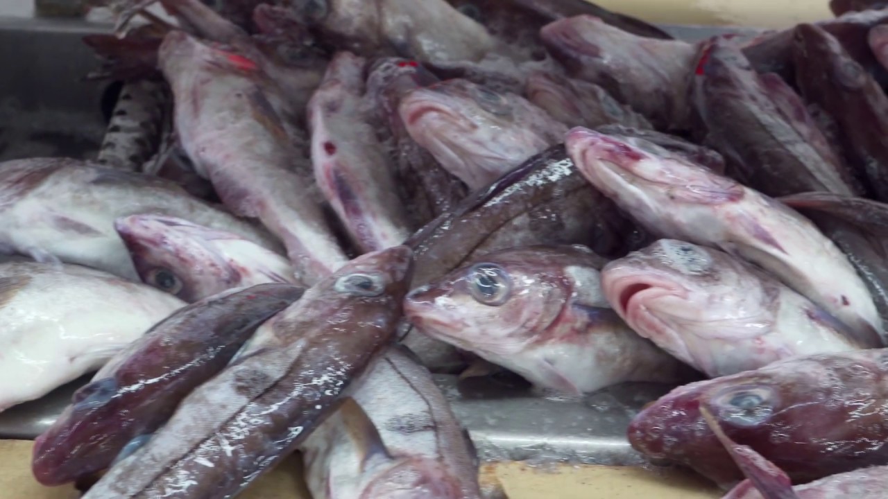Processing Haddock Fillets