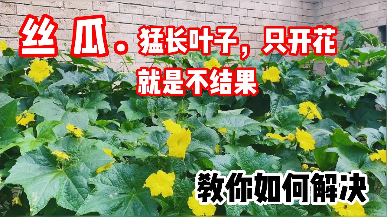 丝瓜猛长叶子，只开花，就是不结果，这是为什么？怎么处理这种现象？
