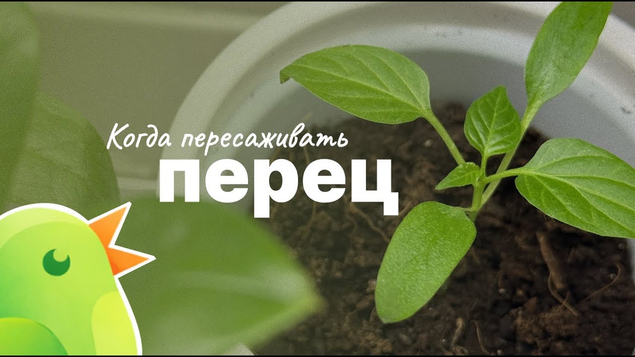 Перец. Когда пересаживать. Показываю важный признак для балконного варинта