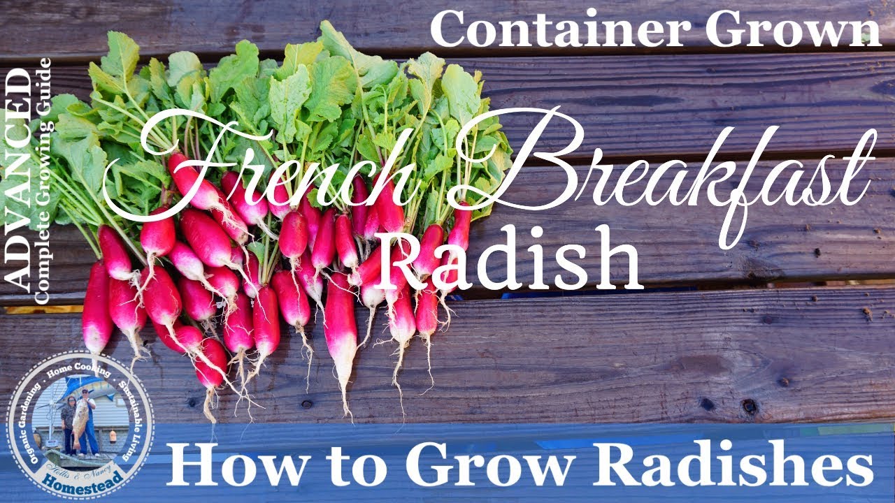 How to Grow Radishes (PROGRESSION) Complete Growing Guide