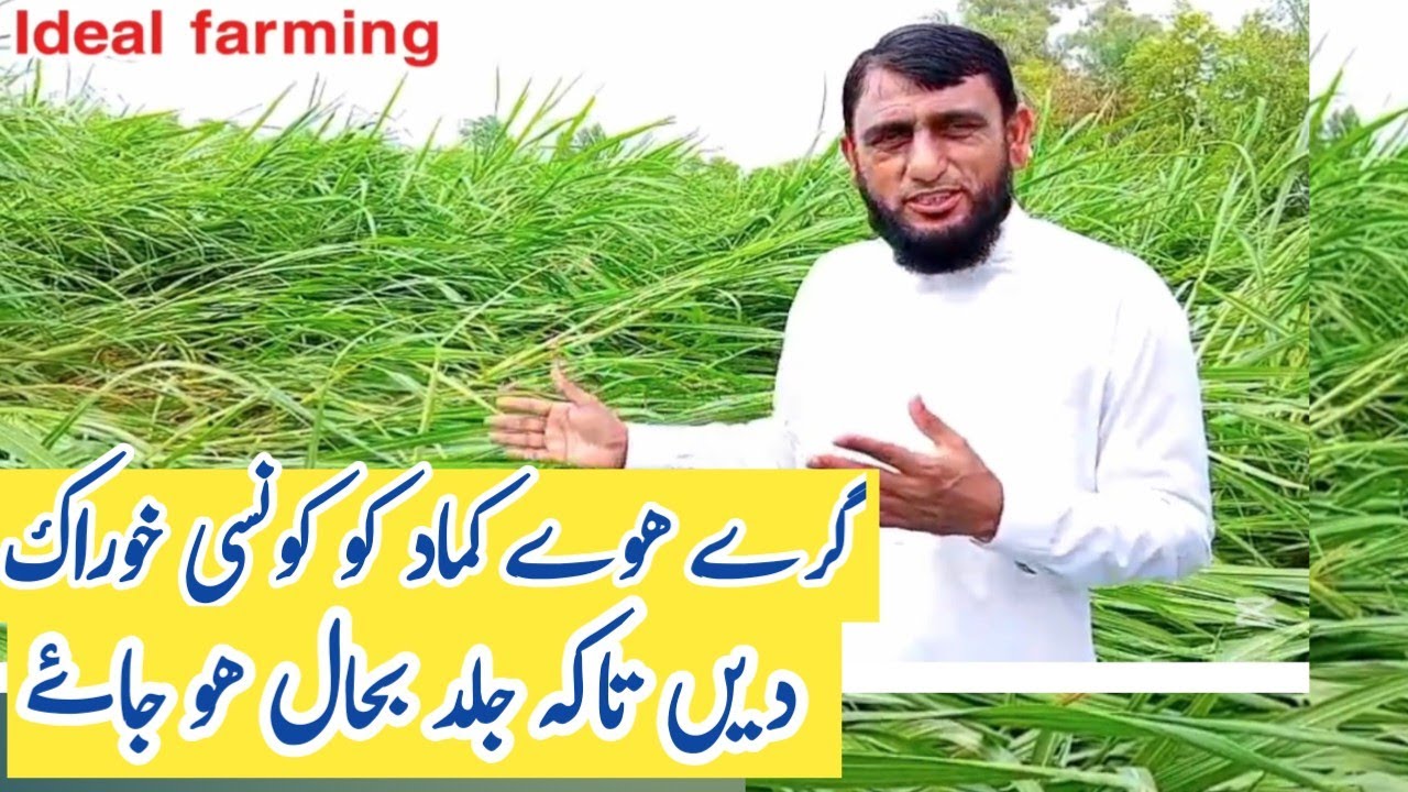 What fertilizer should be given to a fallen sugarcane so that it recovers quickly?