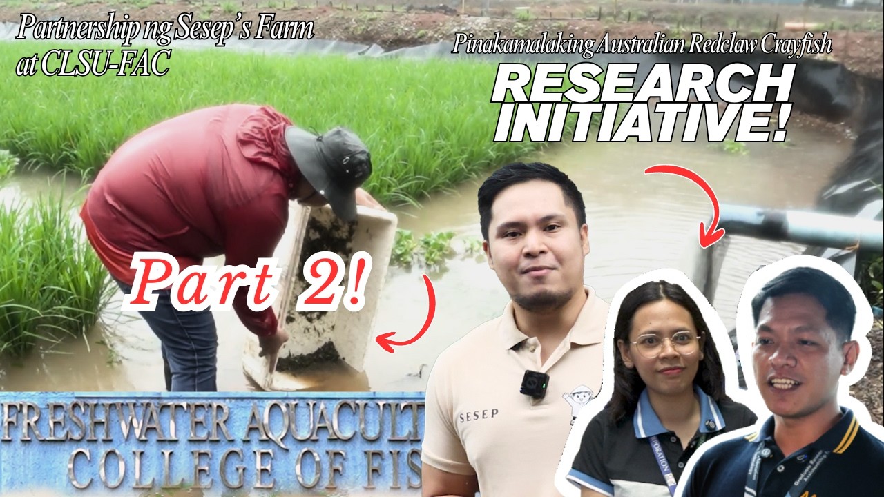 Ang mga Red Claw Crayfish Research na ginagawa ngayon sa Freshwater Aquaculture Center ng CLSU Pt. 2