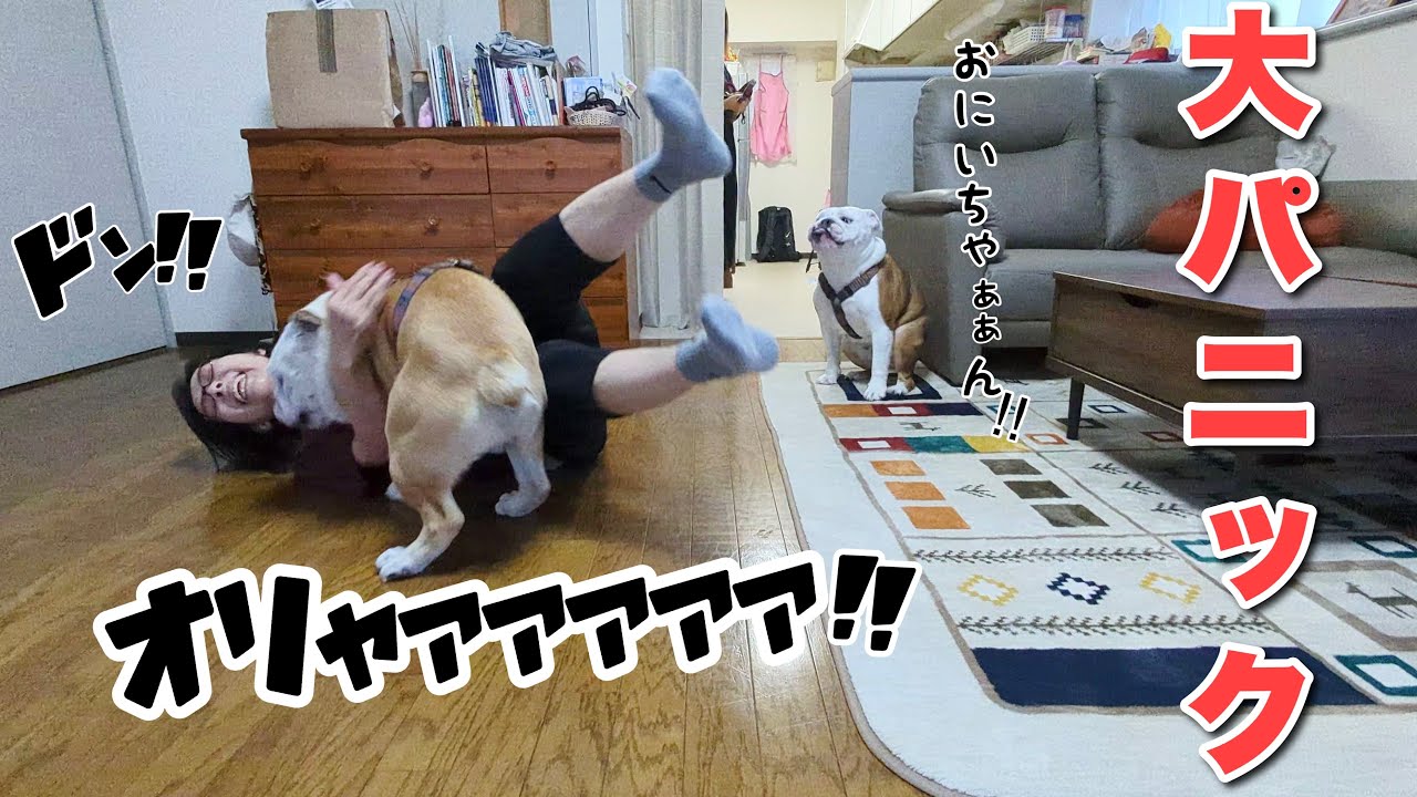 出会って5秒で…愛するバァバへ猛タックルかますブルドッグゥゥゥゥ！！！