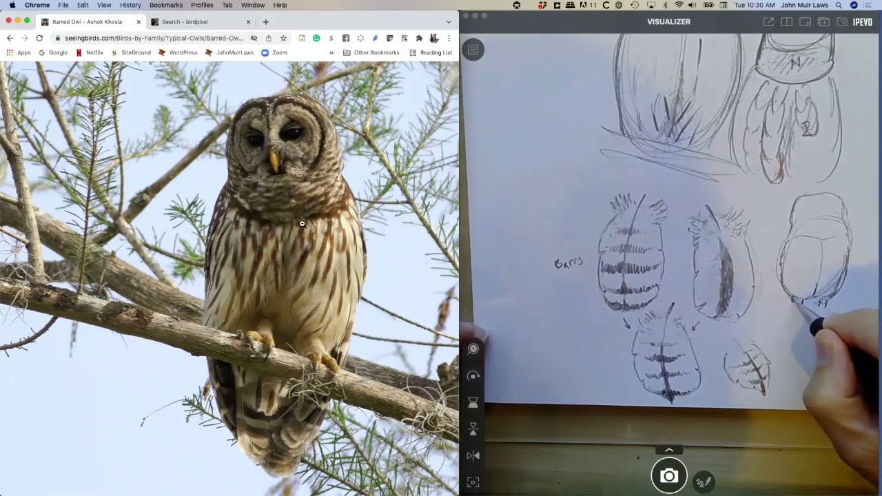 Drawing Owls