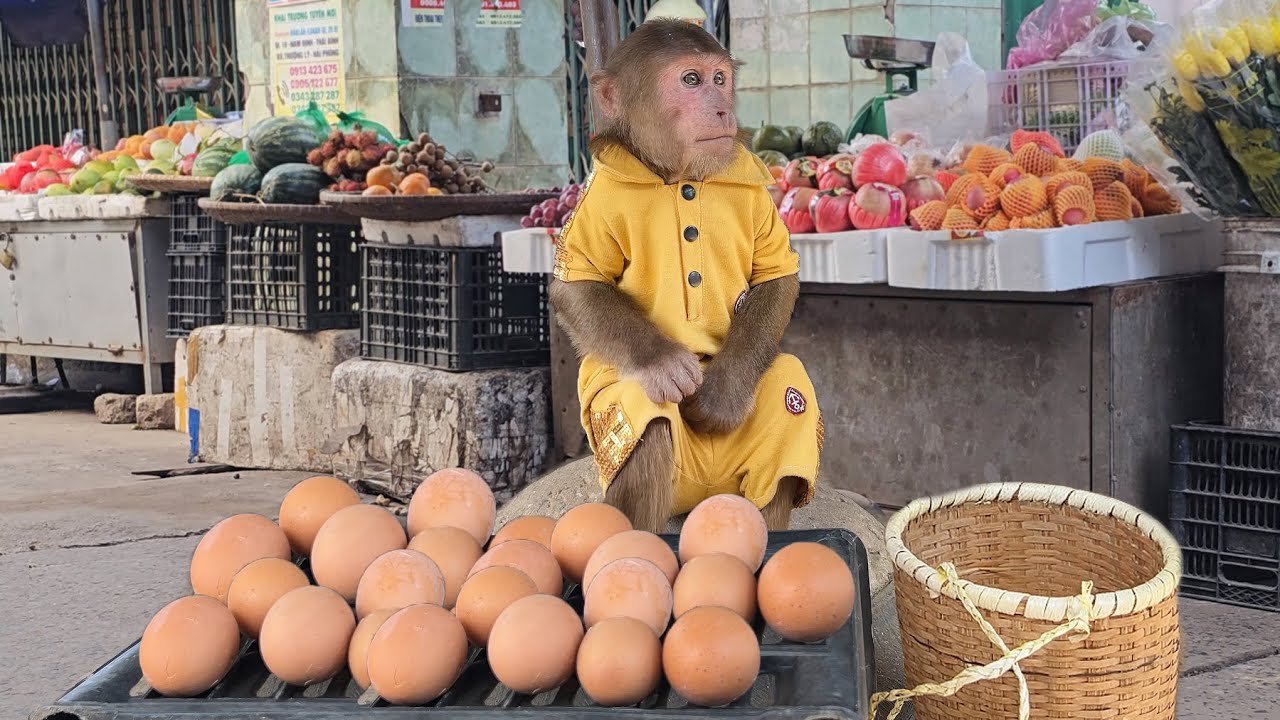 Try not to laugh😁 Adorable Cutis secretly stole eggs go market super sale