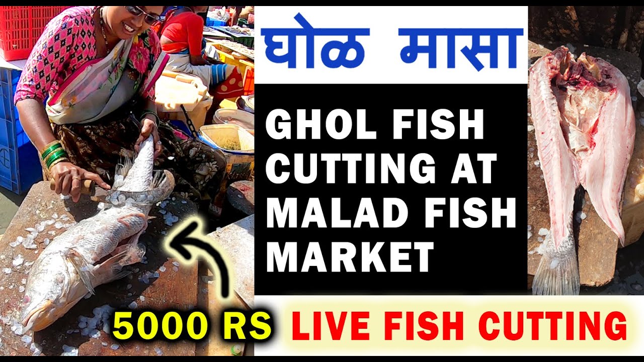 Ghol Fish Cutting at Malad Fish Market | Live Fish Cutting | घोळ मासा | Expensive Fish | Mumbai