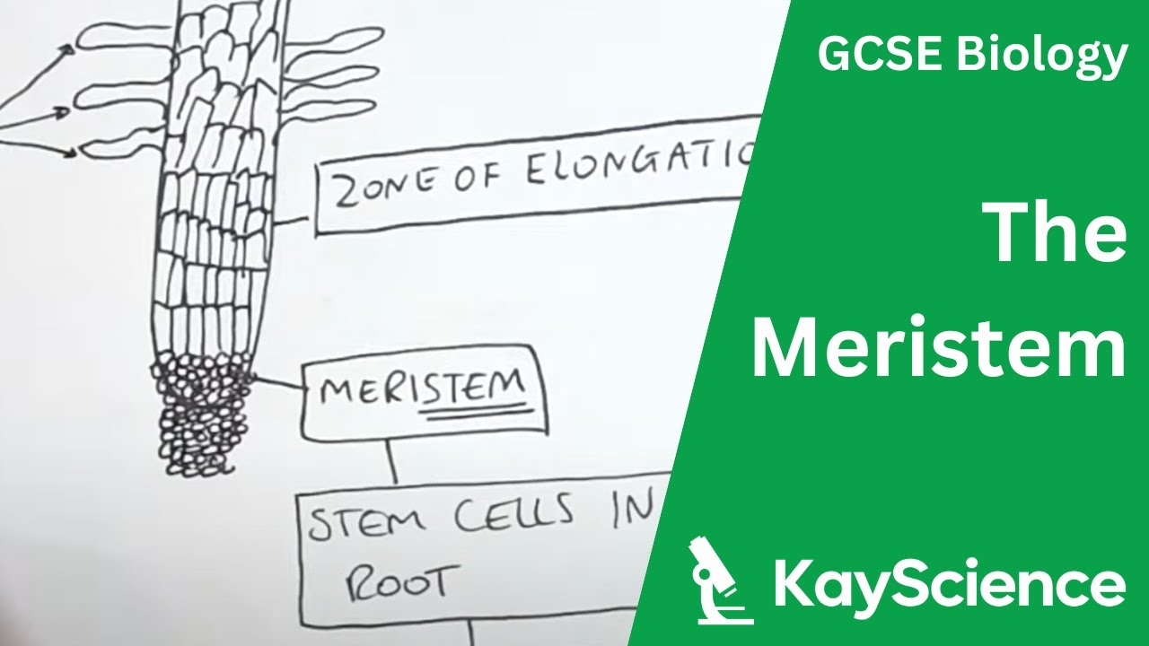 GCSE Biology – The Meristem in Plants (Mitosis)