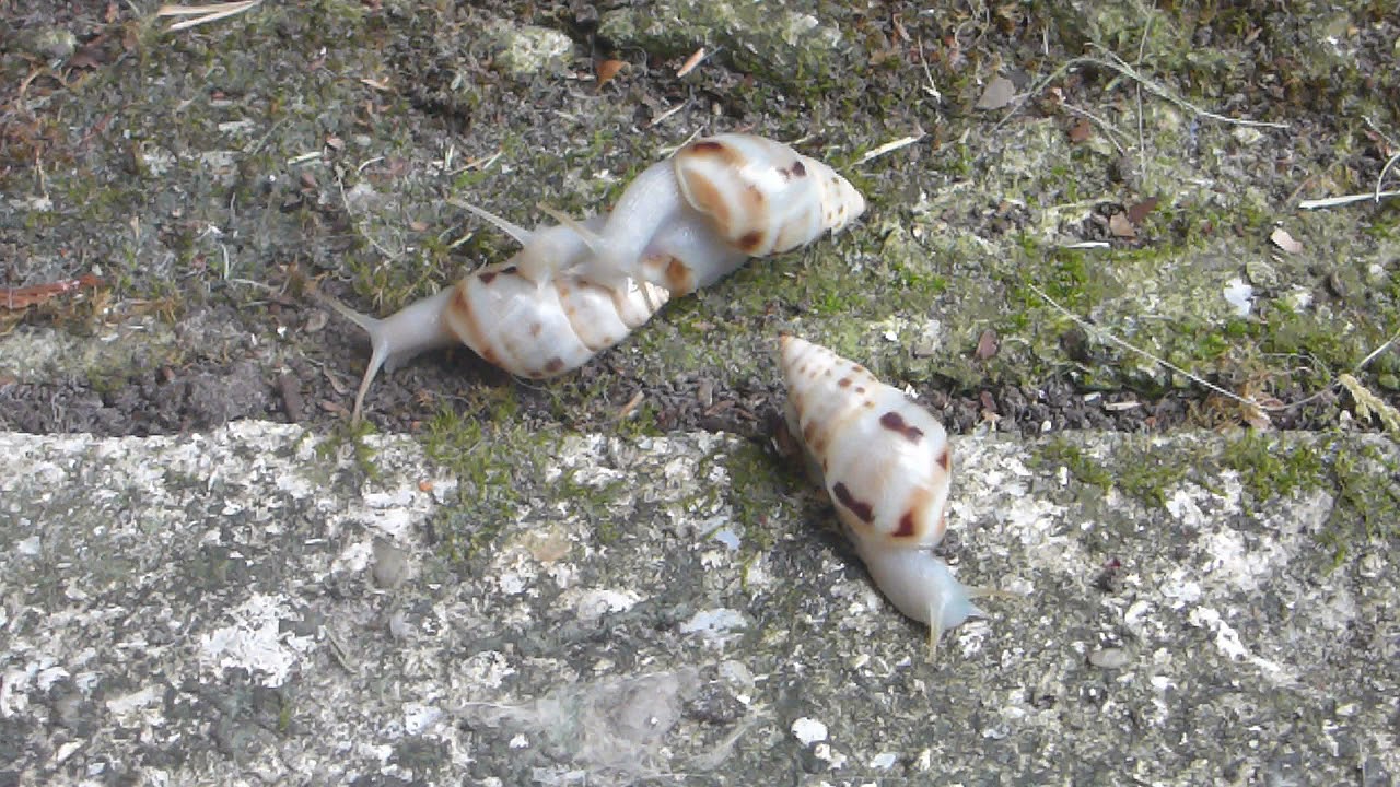 Drymaeus dormani (W. G. Binney, 1857) Manatee Treesnail