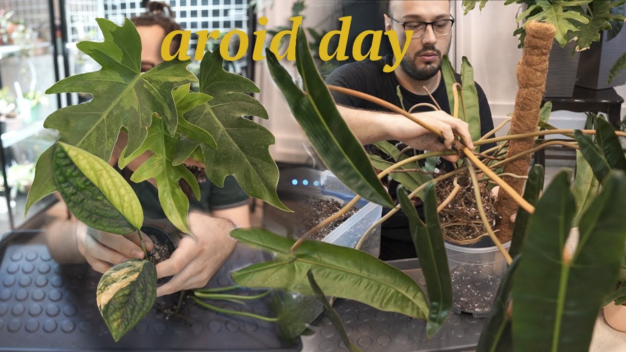 unboxing my new Philodendron + repot, trying to tame a wild billietiae & a very embarrassing story 🫠