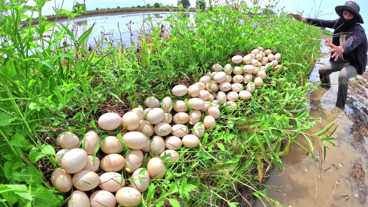 pick duck eggs in rice filed by hand farmer skills