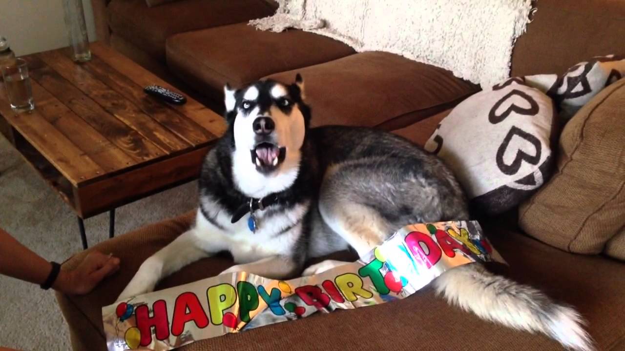 Husky sings happy birthday
