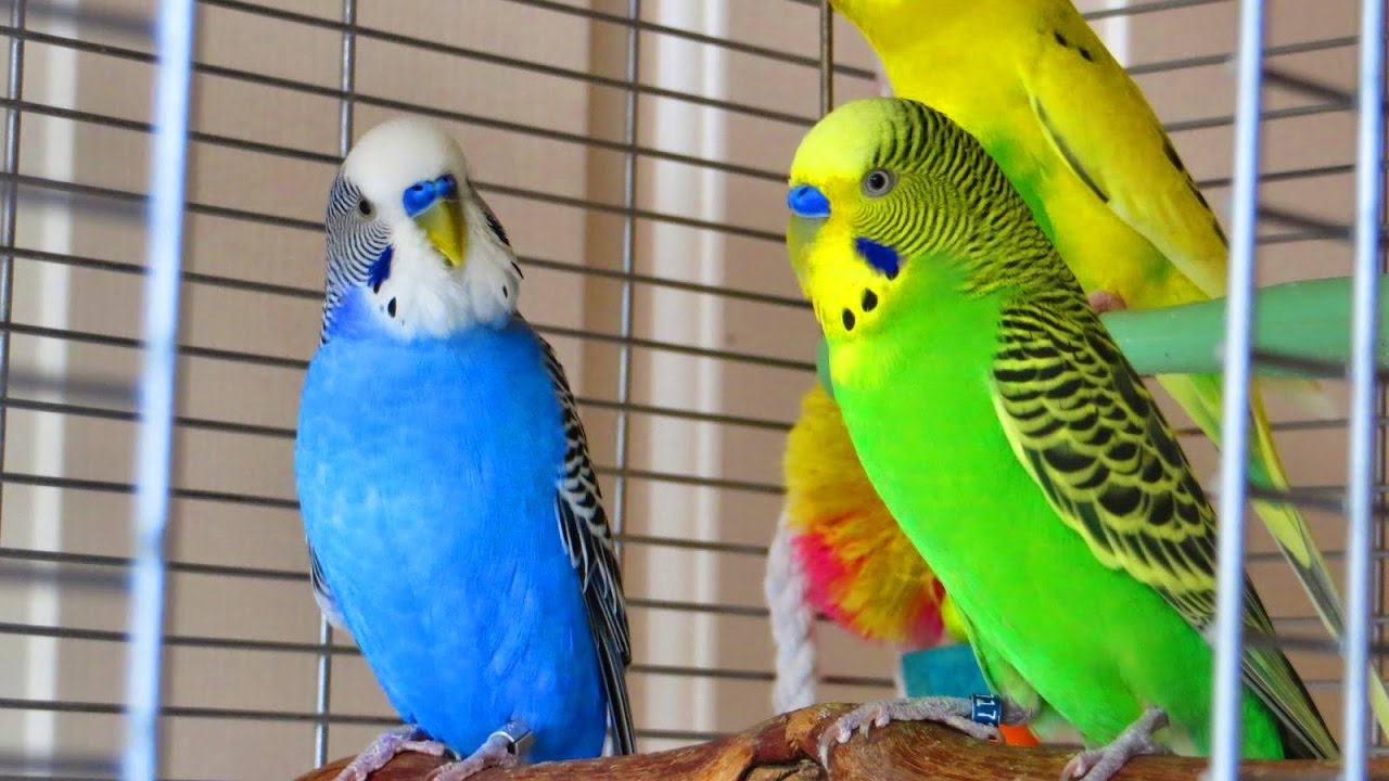 Weird parakeet behavior you've NEVER seen before!