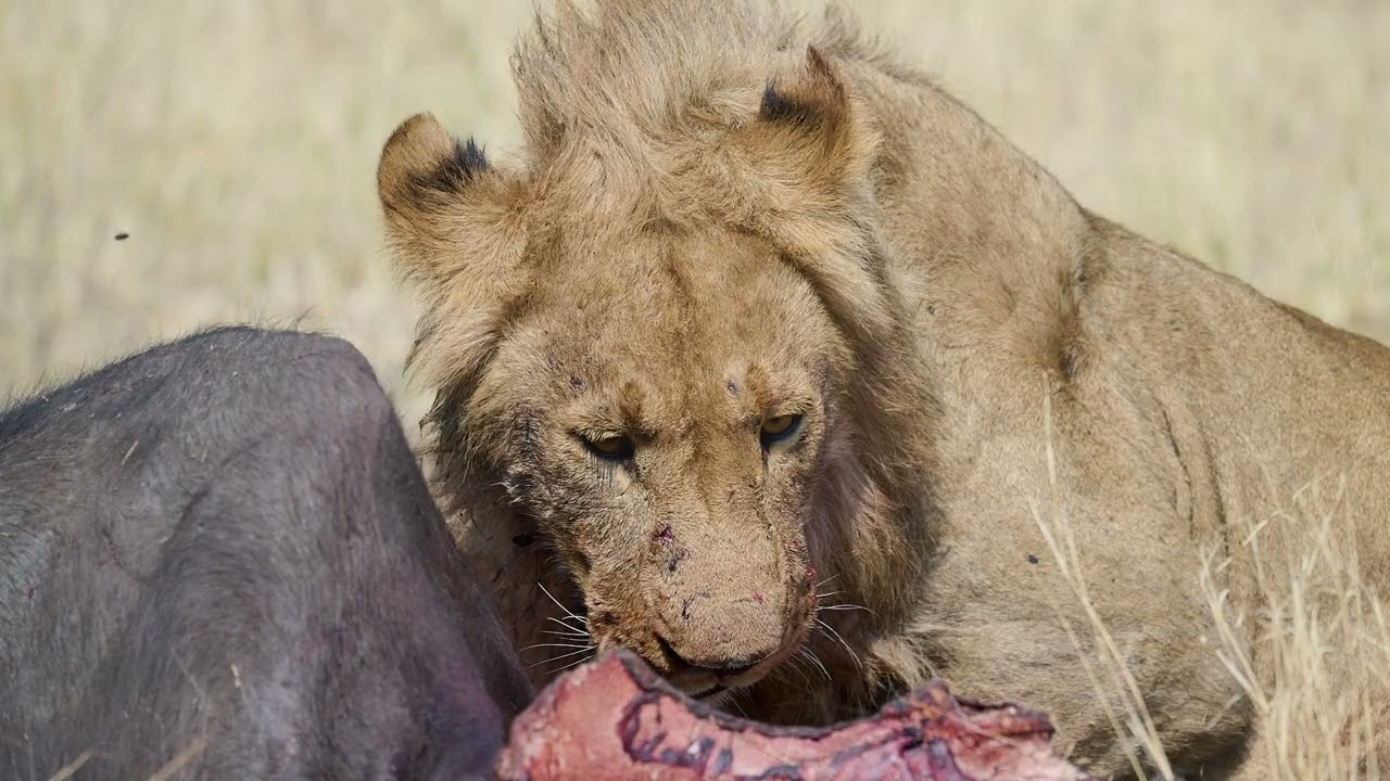 Botswana - Letaka Extended Mobile Safari Diaries Part3