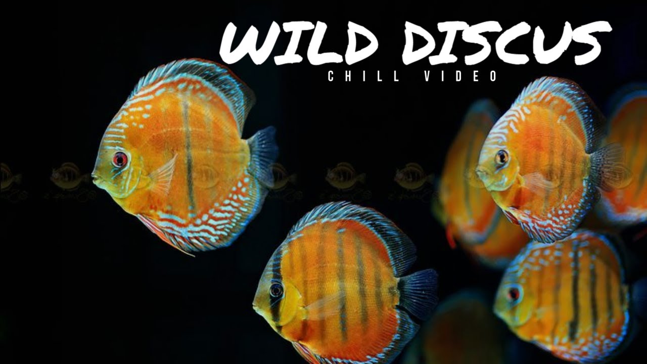 Wild Cuipeua Discus