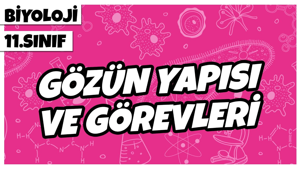 11. Sınıf Biyoloji - Gözün Yapısı ve Görevleri | 2022