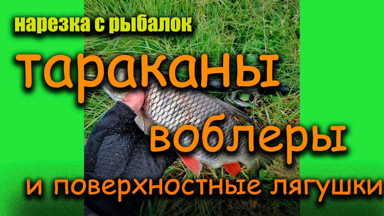 Нарезка с рыбалок на Чусовой. Тараканы , воблеры и поверхностные лягушки.