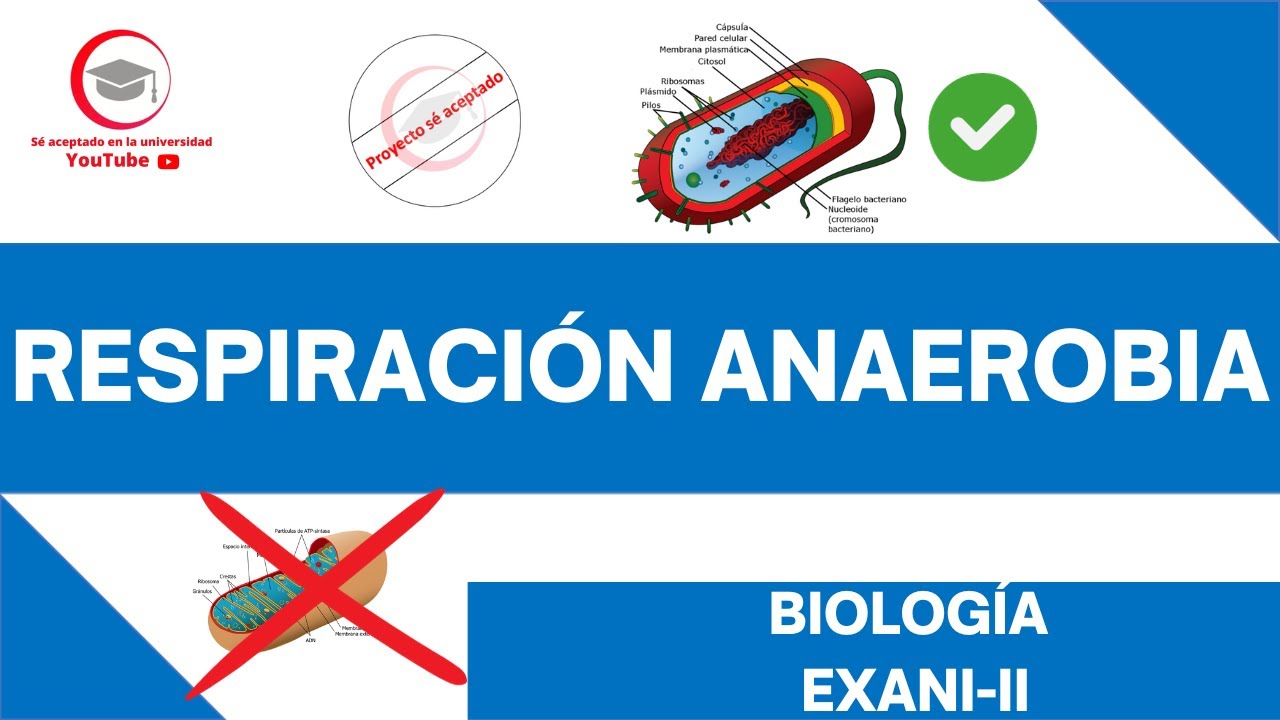 RESPIRACIÓN ANAEROBIA | BIOLOGÍA | EXANI-II 2024