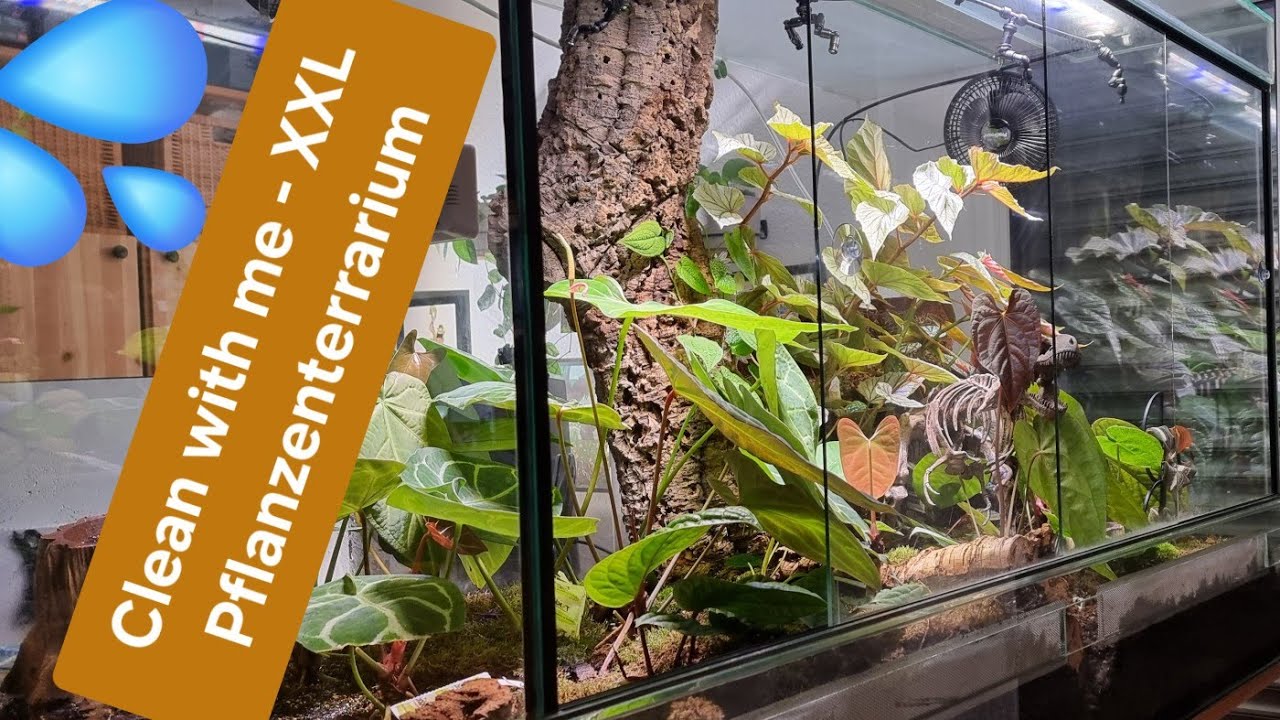 Clean with me  - XXL Pflanzenterrarium
