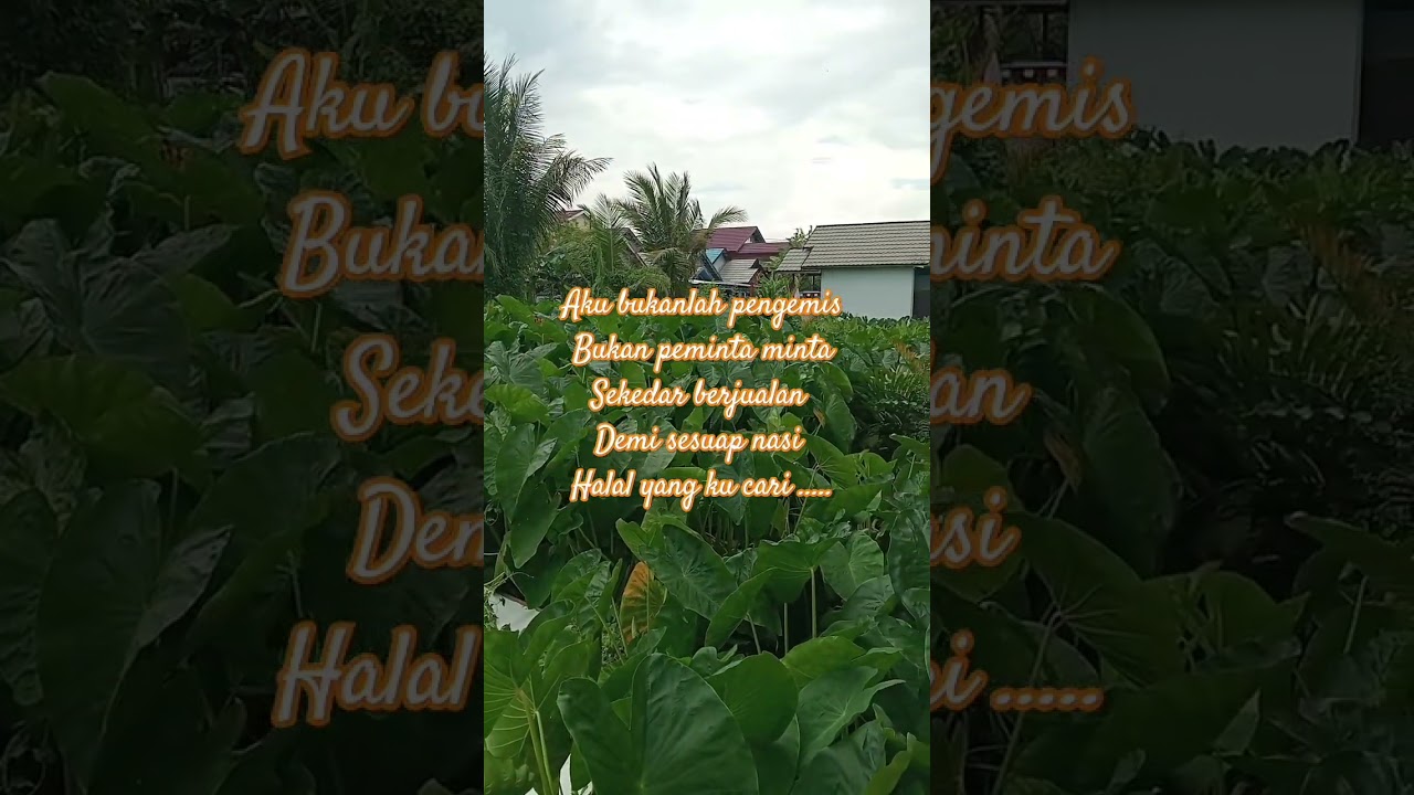 Video Amatir Warga Pendatang