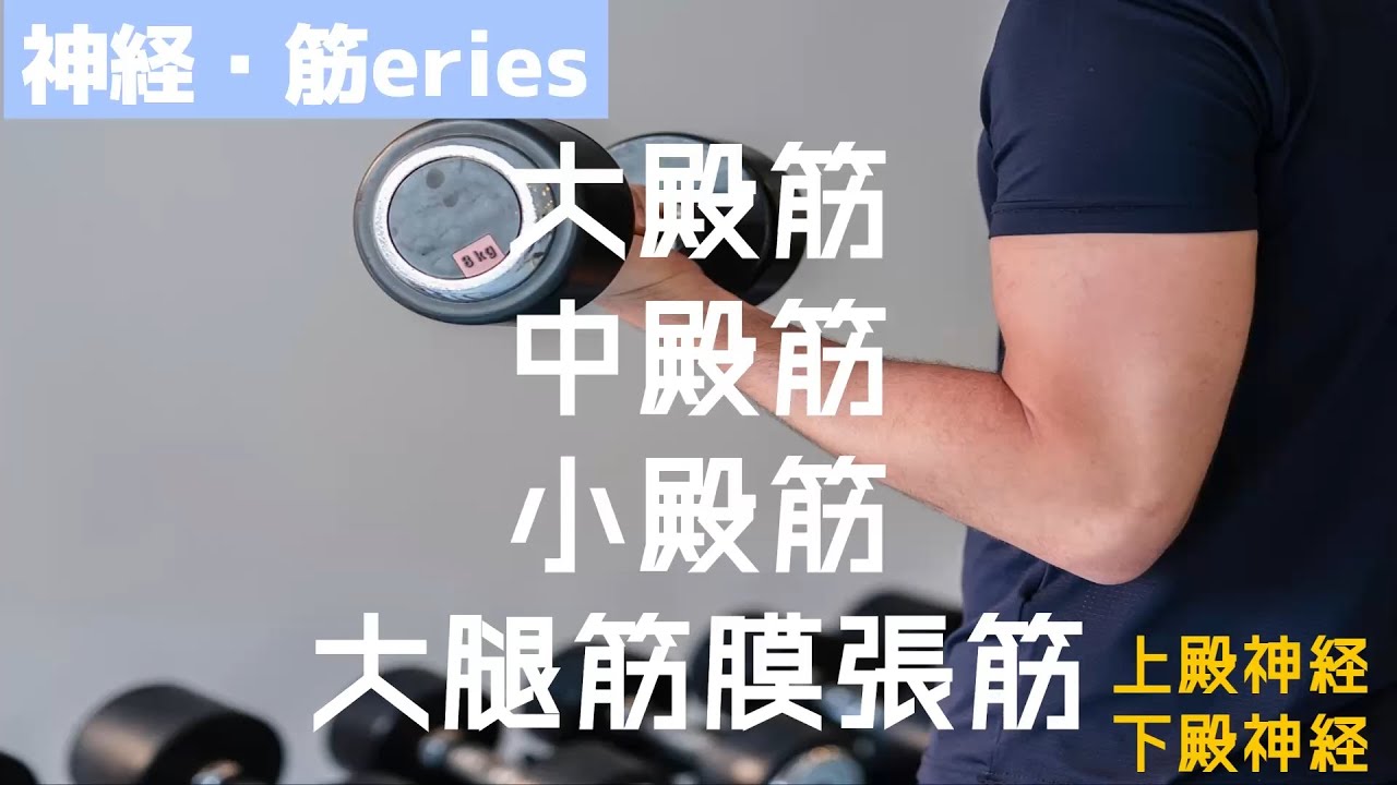 【筋肉series体幹筋① 脊柱起立筋群」