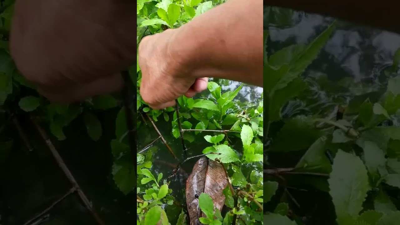 SNAIL - Siput Gepeng #snailhunter