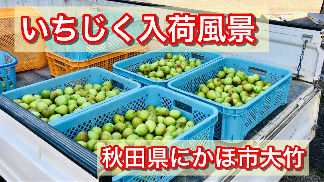 いちじく入荷風景 Arrival of figs/秋田県にかほ市/北限のいちじく
