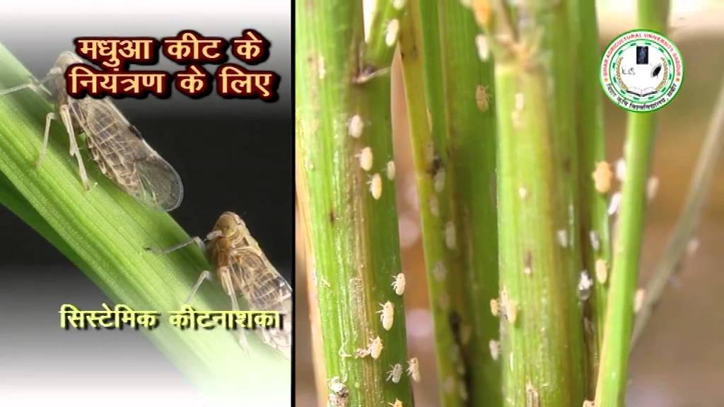 Insect and Pest Control in Paddy (धान में कीट और रोग नियंत्रण)
