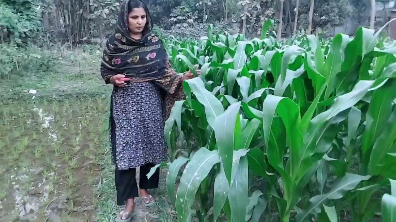 বিকেল বেলা চকের মাঝখান দিয়ে হাটাহাটি করলাম #village life of Afroza #