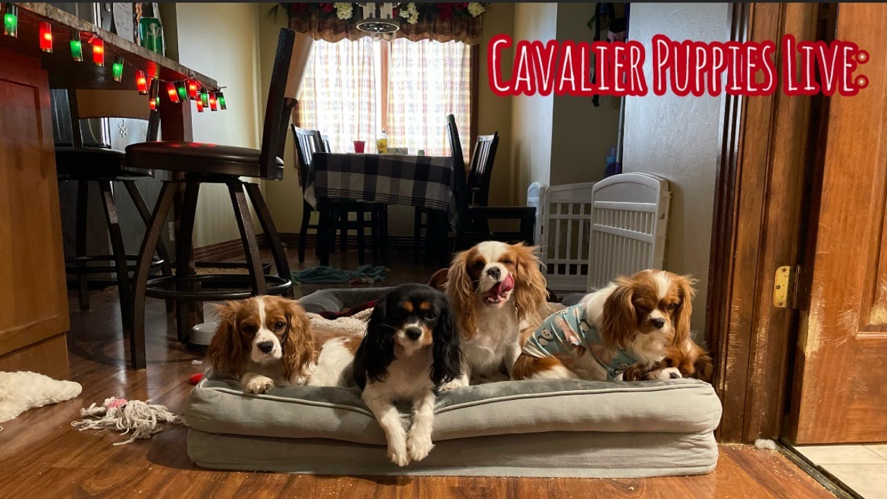 Cavalier Puppy Livestream: Holidays with our Cavaliers