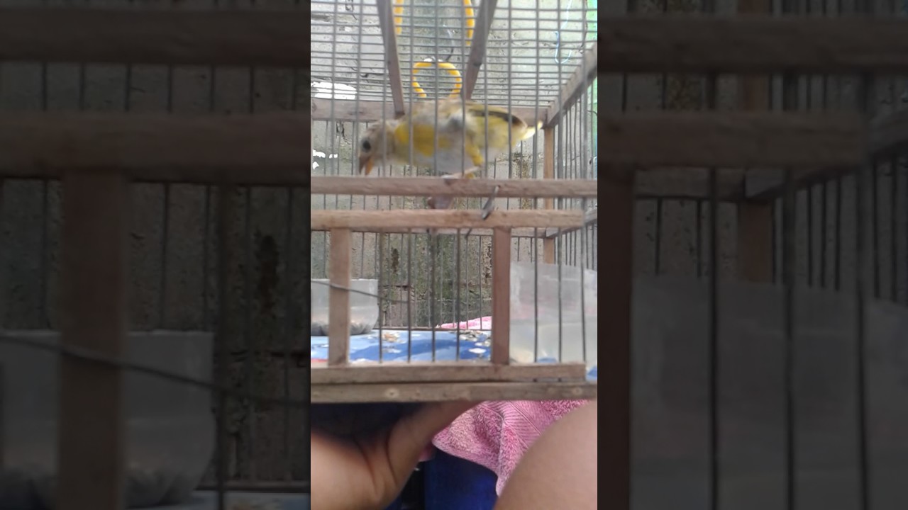 Vastico Trinando En La Mano 🐤🐥