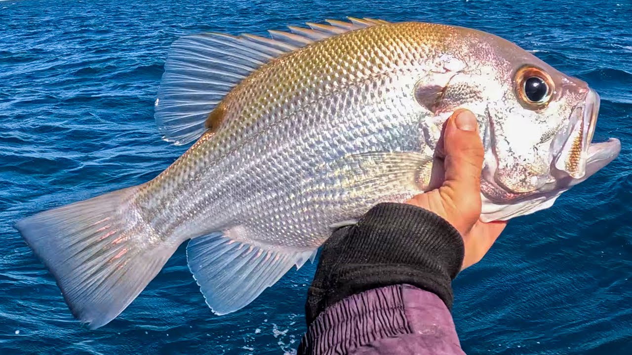 Bottom Bouncing Noosa | Fishing Offshore Noosa - Fishing Charter