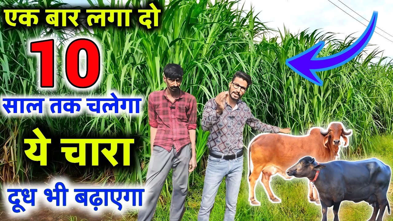 🪴पशुओं के लिए बेस्ट नेपियर घास चले सालो साल🌾पशुओं का दूध 20% तक बढ़ाएं🥛Chara for cattle🐄DAIRY FARMING