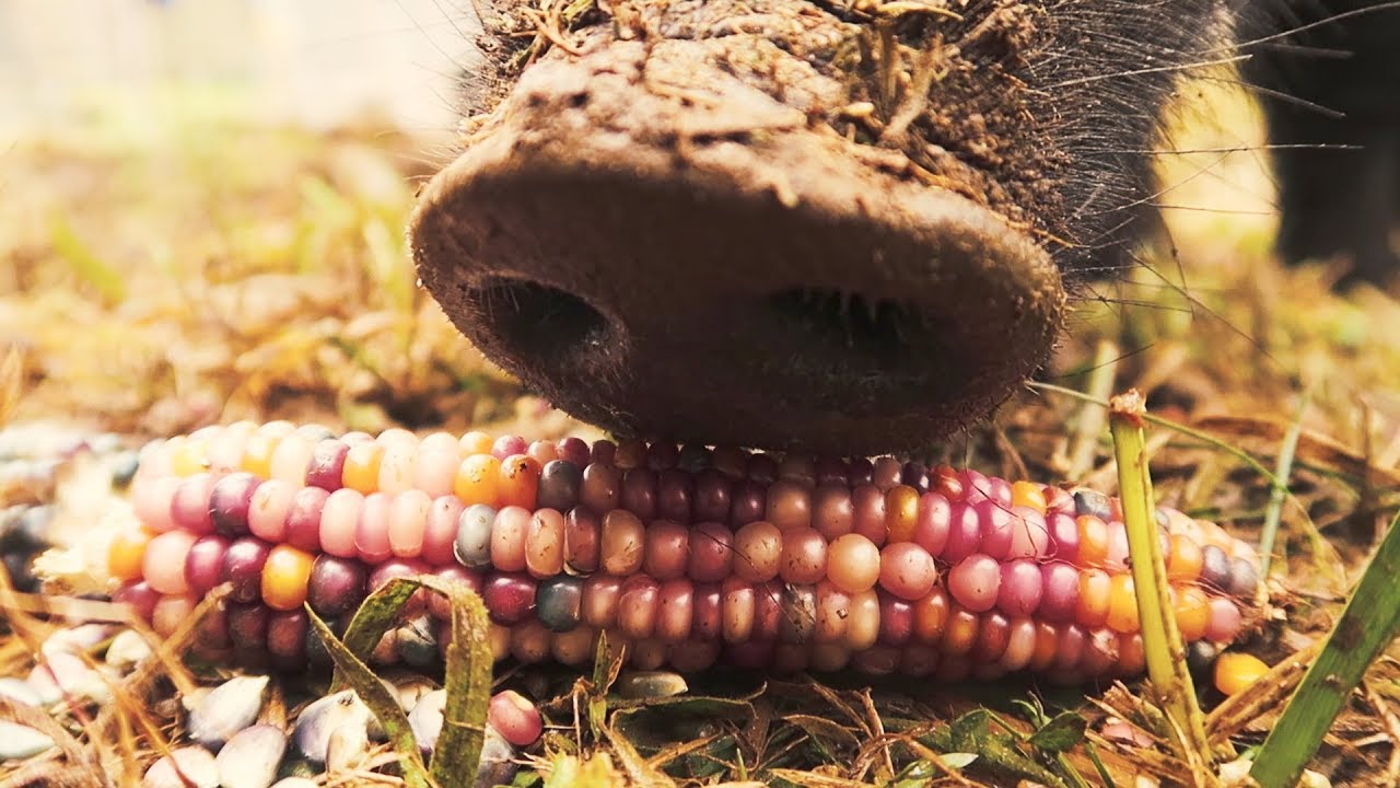 Pearls Before Swine - Most Beautiful Corn In The World