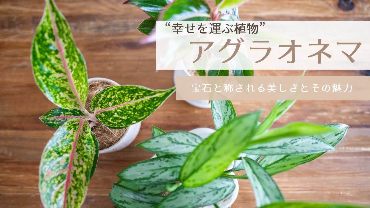 【幸せを運ぶ植物】アグラオネマの魅力と育て方