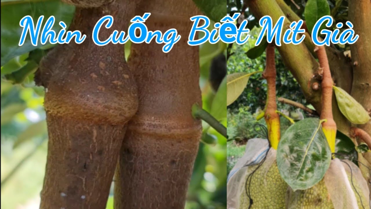 long mit chia sẽ cách nhận biết mít già khi nhìn vào cuống mít