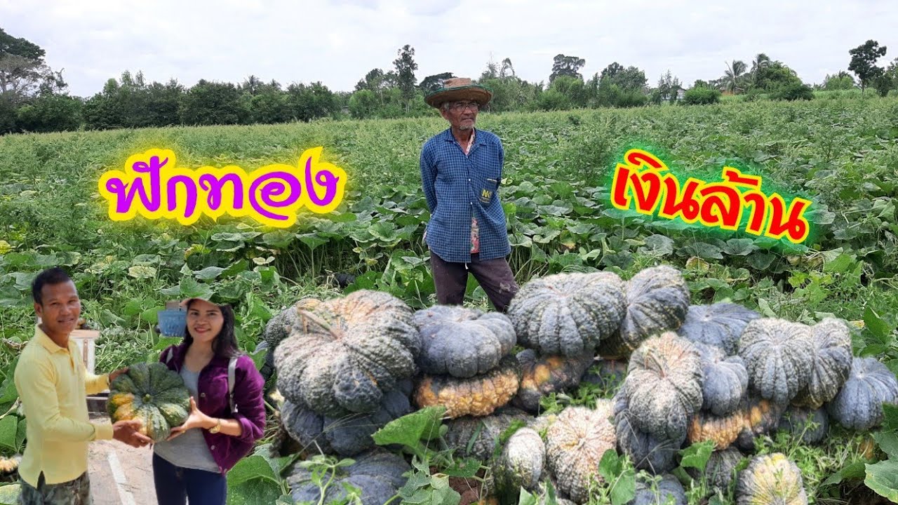 ปลูกฟักทองมา30ปี!!ต้องมีอะไรดีๆแน่นอน#ฟักทองเงินล้าน#