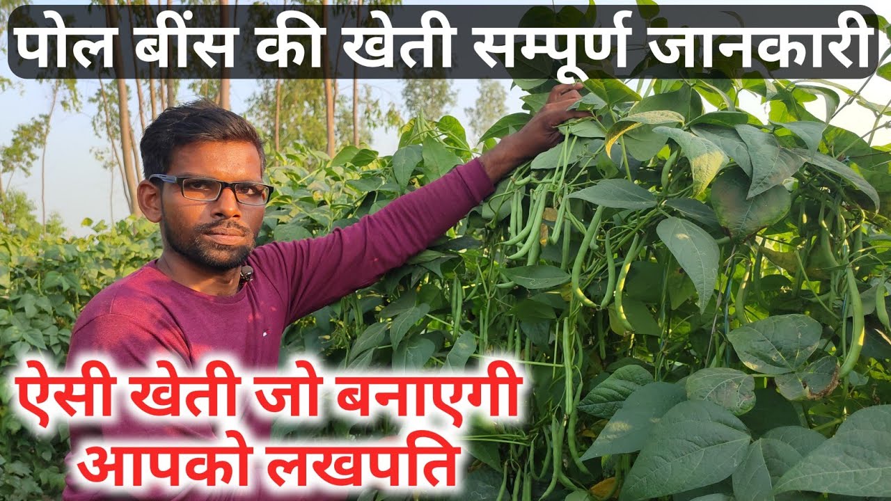 Pole Type Beans ki kheti ki Puri Jankari | Bins ki kheti ki A to Z Jankari | Green Farm