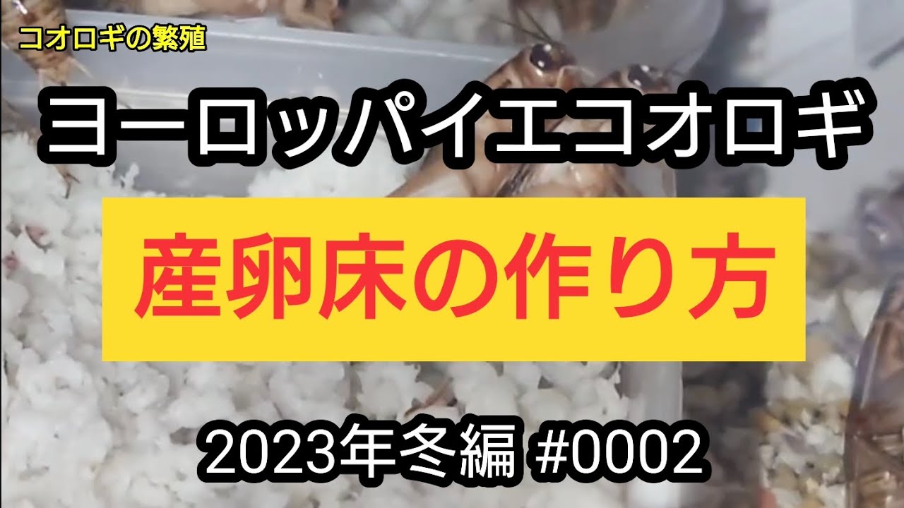 ヨーロッパイエコオロギ 産卵床の作り方 2023年冬編#0002 コオロギの育て方