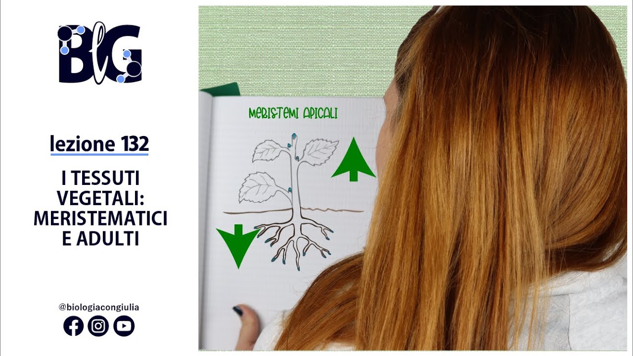 I TESSUTI VEGETALI: MERISTEMATICI e ADULTI