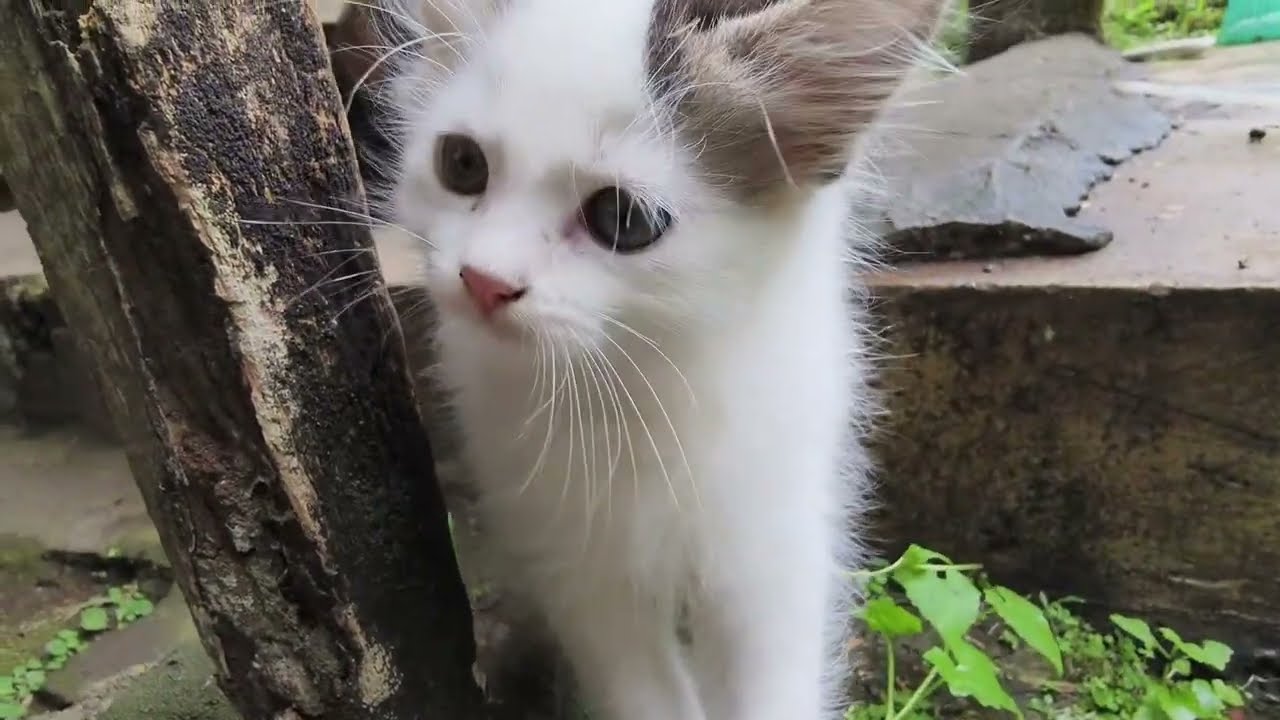 ANAK KUCING MEONG MEONG‼️KUCING LOMPAT-LOMPAT‼️LAGU KUCING MEONG MEONG‼️KUCING LUCU