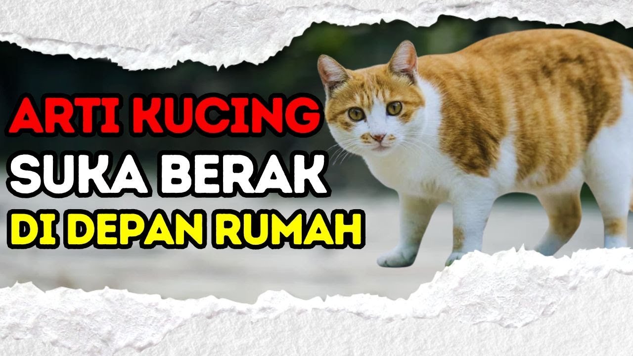 INILAH PERTANDA KUCING BUANG KOTORAN / BERAK SEMBARANGAN DEPAN RUMAH MENURUT ISLAM