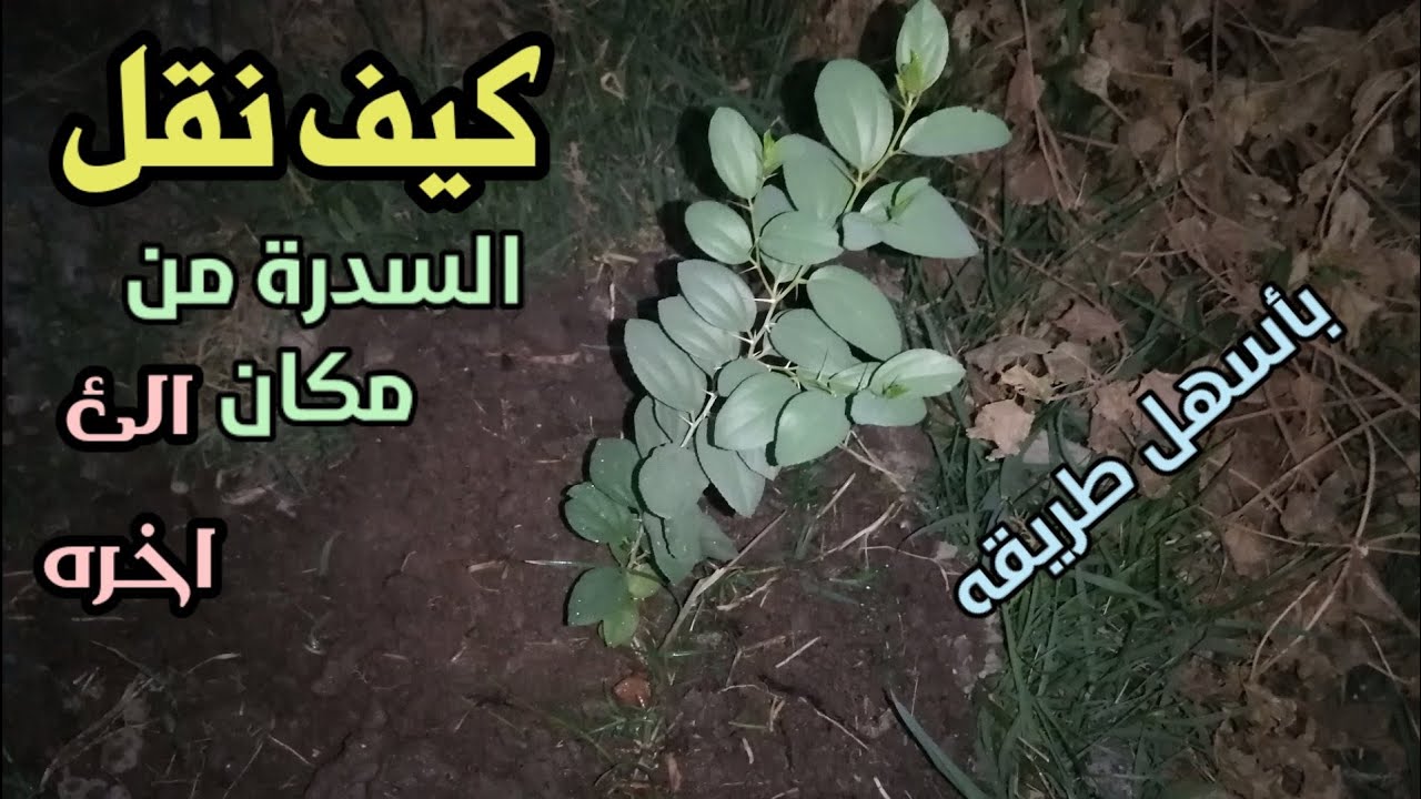 كيف يتم نقل سدره من مكان إلى مكان آخر بطريقه ناحجه 100%