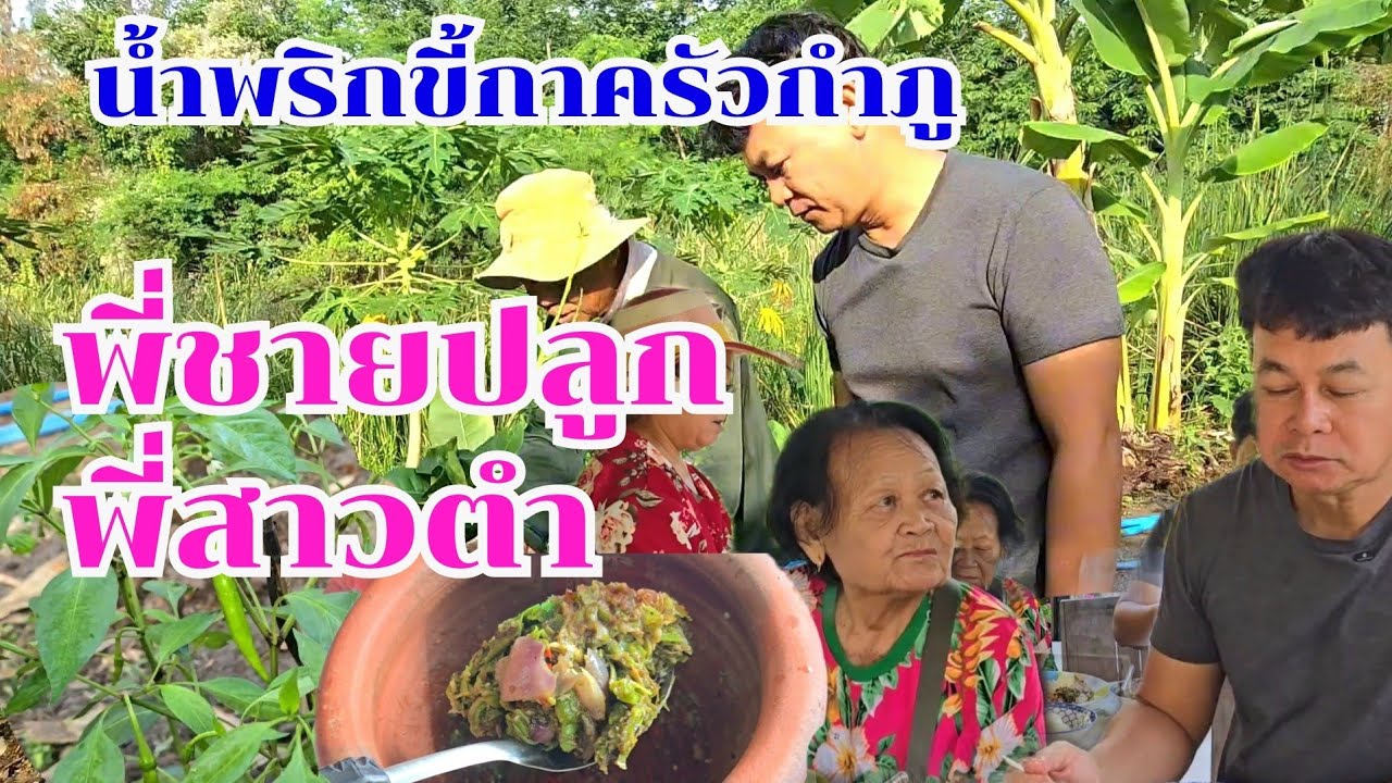 น้ำพริกขี้กาครัวกำภู พี่ชายปลูก-พี่สาวตำ#บ้านสวนกำภูEp1319