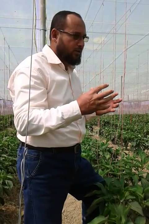طرق تربية الفلفل الالوان للمهندس  أسعد الفقي