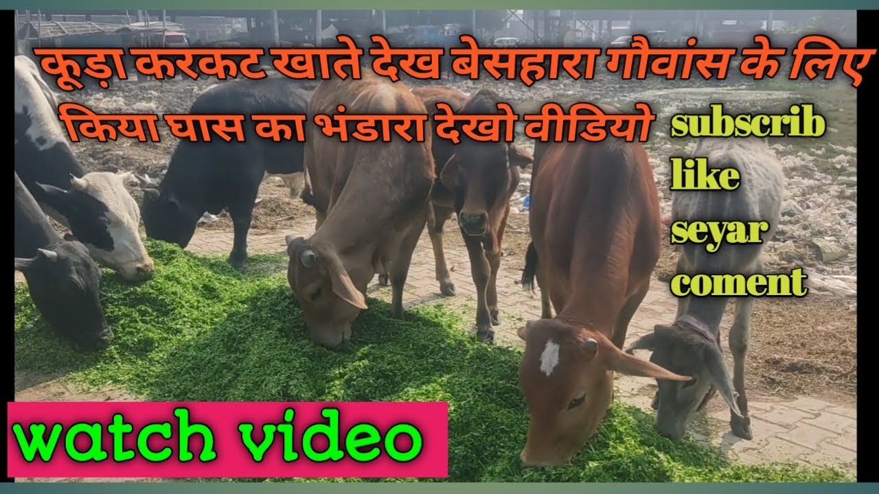 Hindu dharm gau seva #cow #animals #cow #gauseva #sanatandharma #हेल्प् #gausevadham #gausevak #Gau