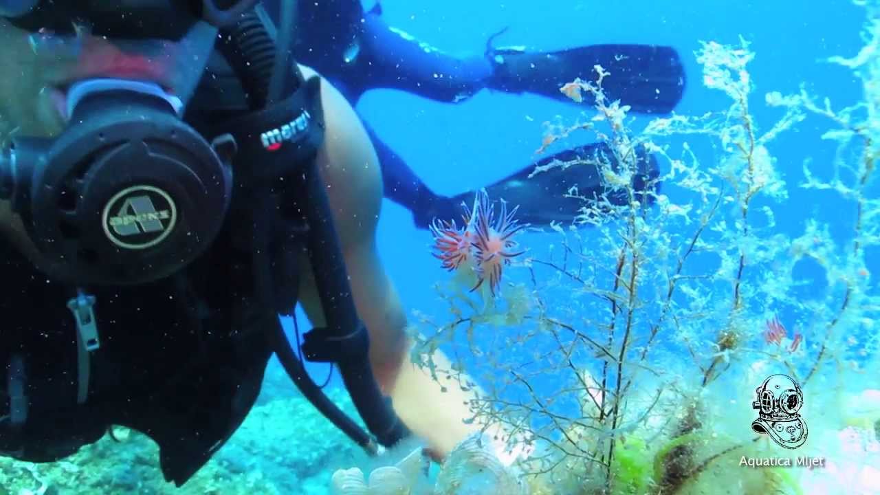 Diving center Aquatica Mljet PROMO VIDEO
