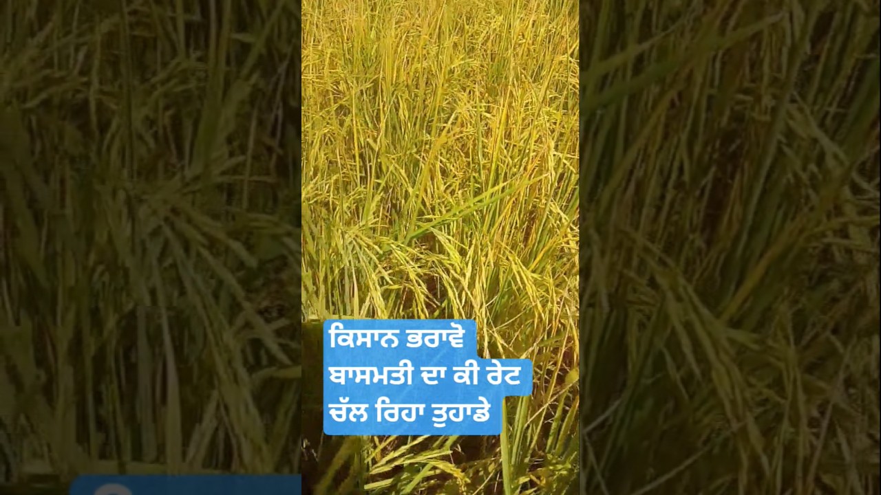 basmati 1885#farming #youtubeshorts #automobile #2025