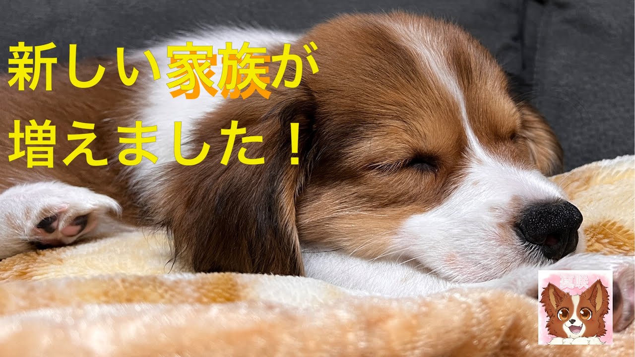 新しい家族としてコーイケルホンディエをお迎えしてきた