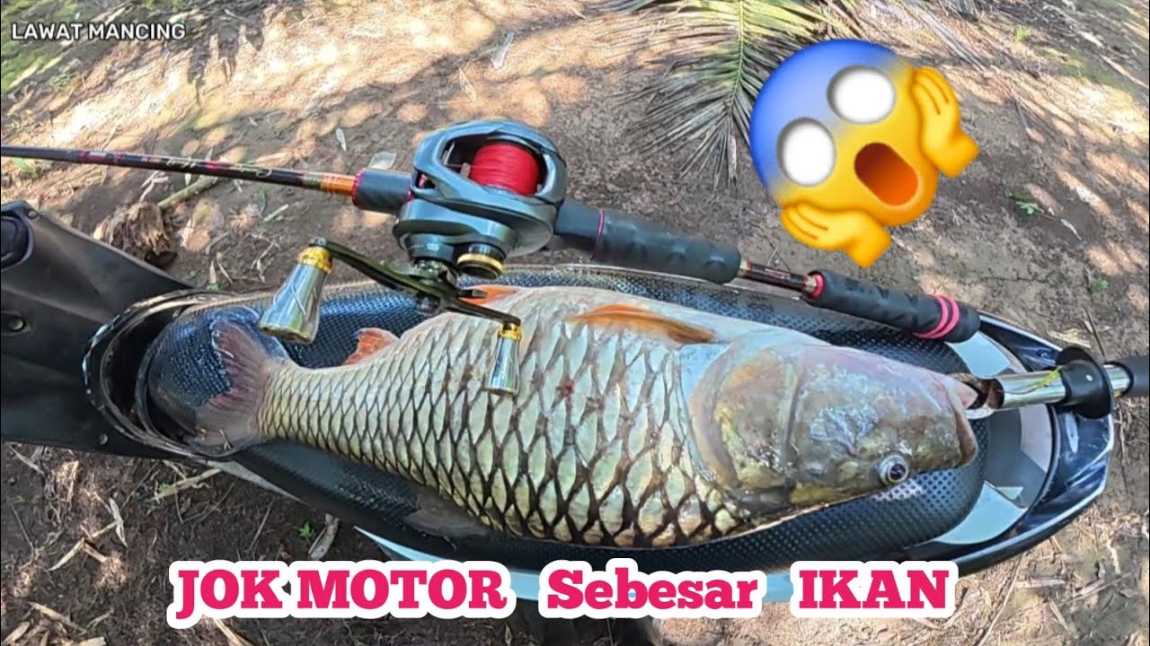 KETIKA AIR SUNGAI MULAI SURUT IKAN BESAR PADA BERKELIARAN.