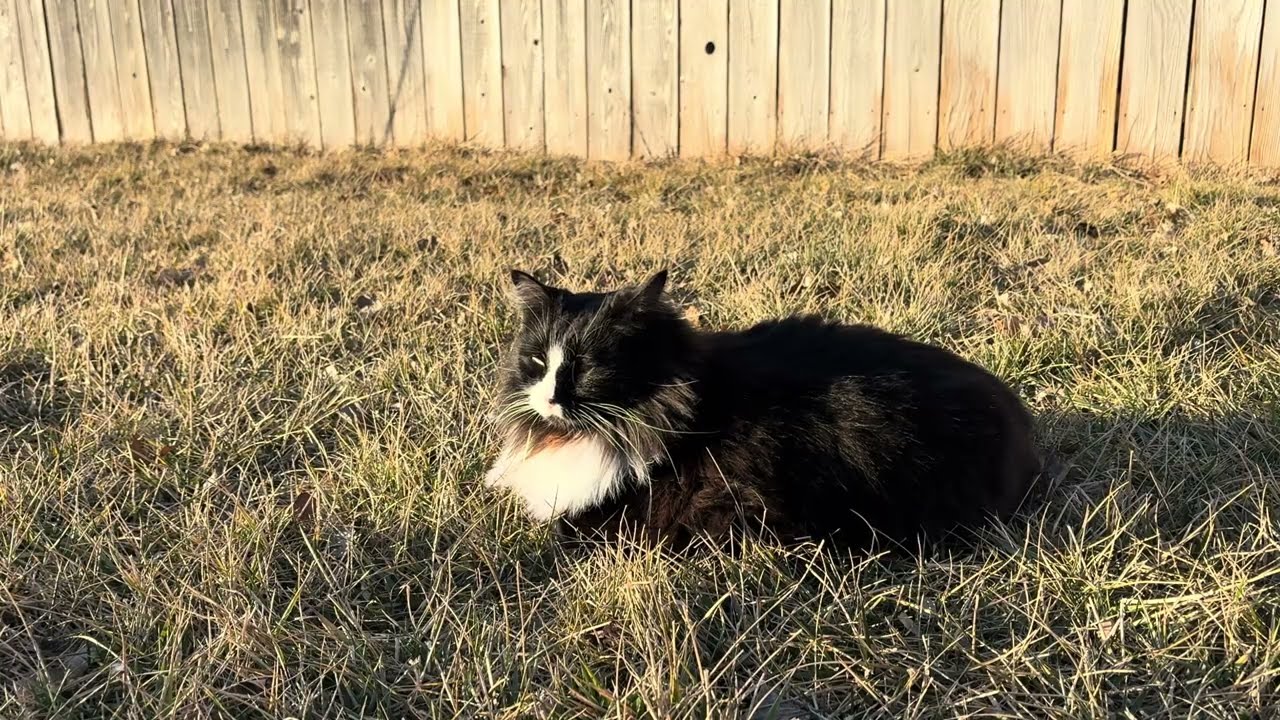 Chonk in the Backyard Sun for 3 and a Half Minutes